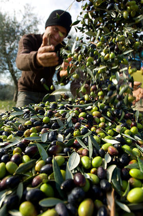 Raccolta delle olive